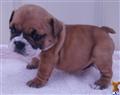 English Bulldog